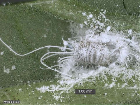 Image of Scales and Mealybugs