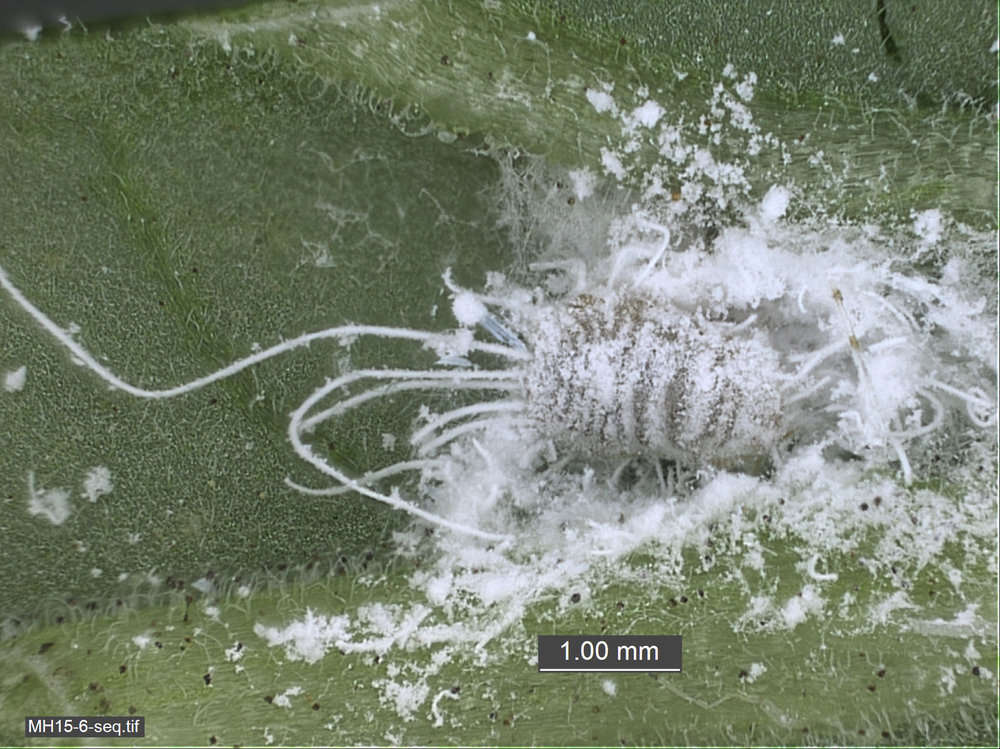 Image of Scales and Mealybugs