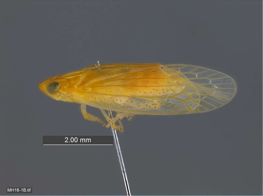 Image of tropiduchid planthoppers