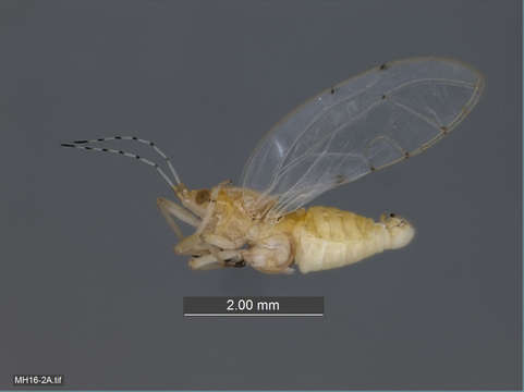 Image of jumping plant louse