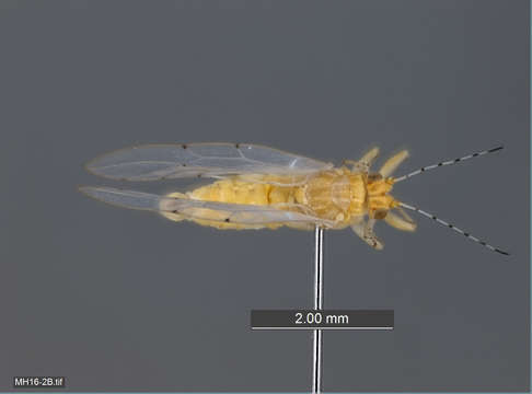 Image of jumping plant louse