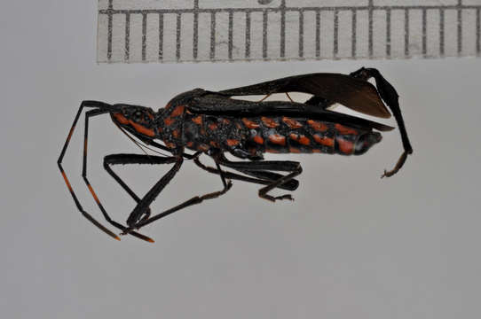 Image of Panarthropoda