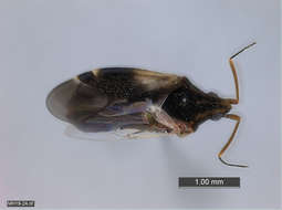 Image of Panarthropoda