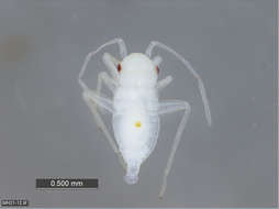 Image of Panarthropoda