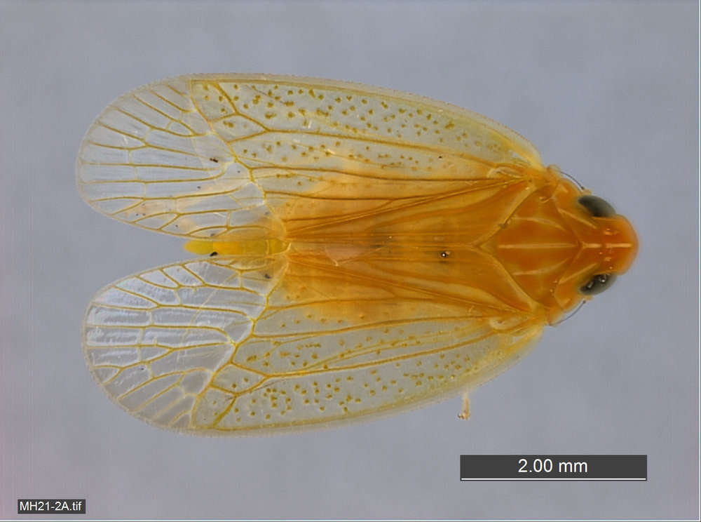 Image of tropiduchid planthoppers