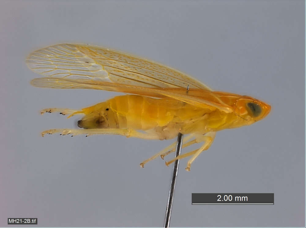 Image of tropiduchid planthoppers