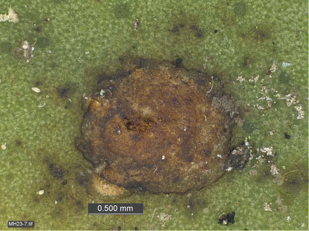 Image of Scales and Mealybugs