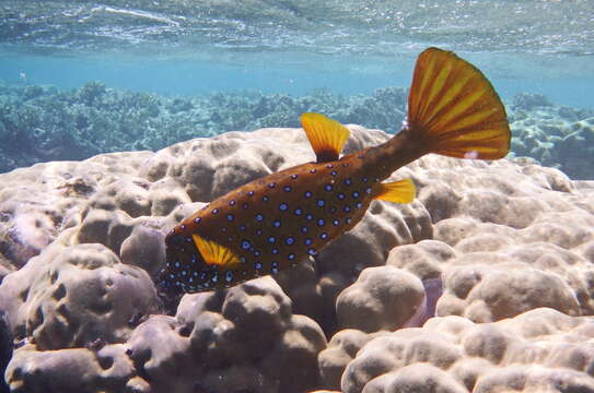 Image of Yellow boxfish