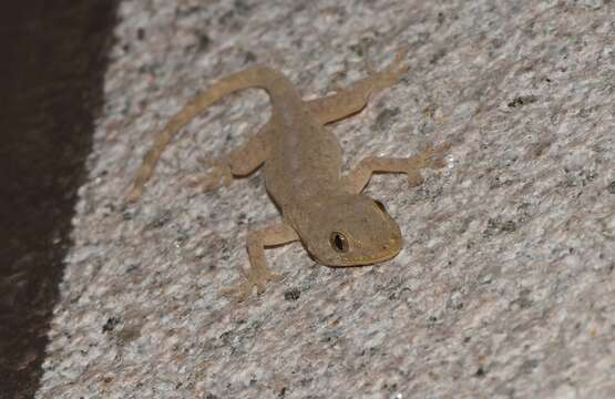 Image of Peking Gecko