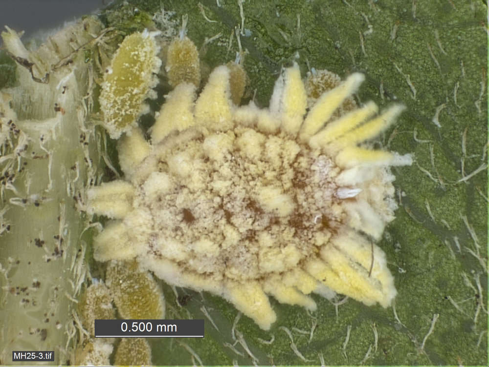 Image of Scales and Mealybugs