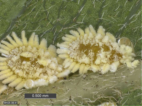 Image of Scales and Mealybugs