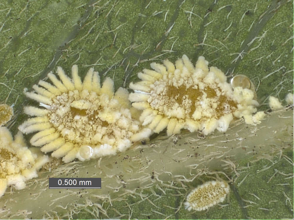 Image of Scales and Mealybugs