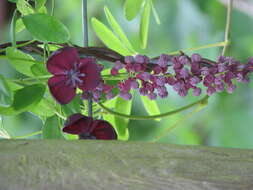 Image de Akebia longiracemosa