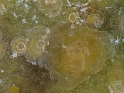 Image of Scales and Mealybugs