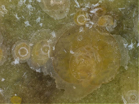 Image of Scales and Mealybugs