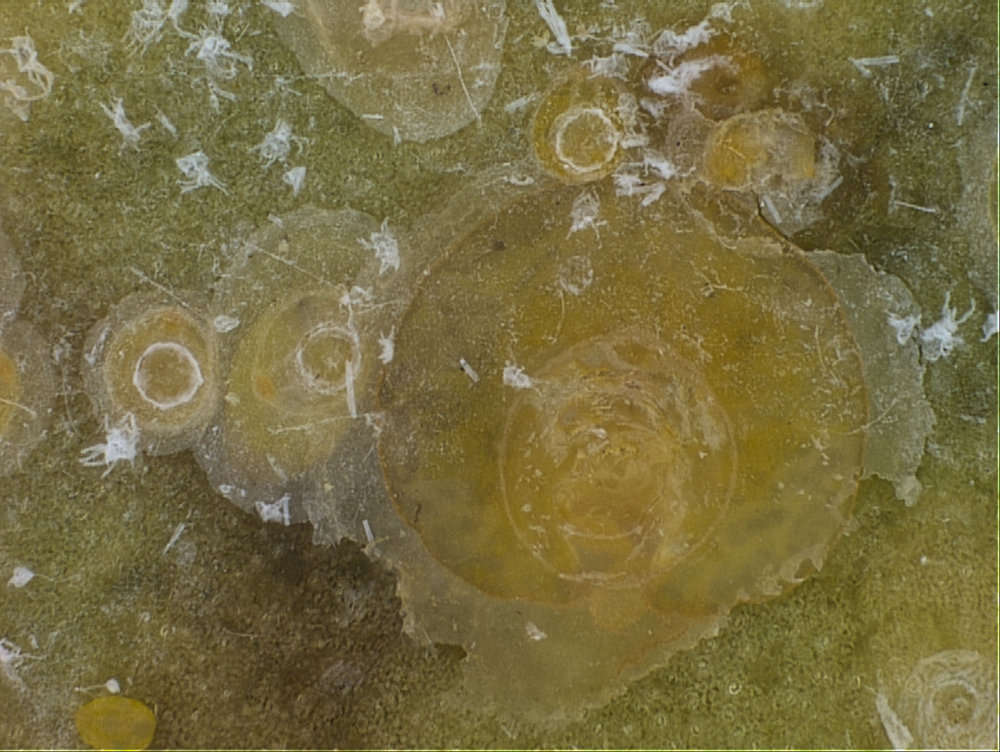 Image of Scales and Mealybugs