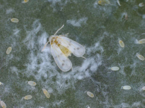 Image of Aleyrodoidea