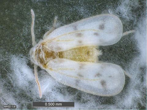 Image of Aleyrodoidea