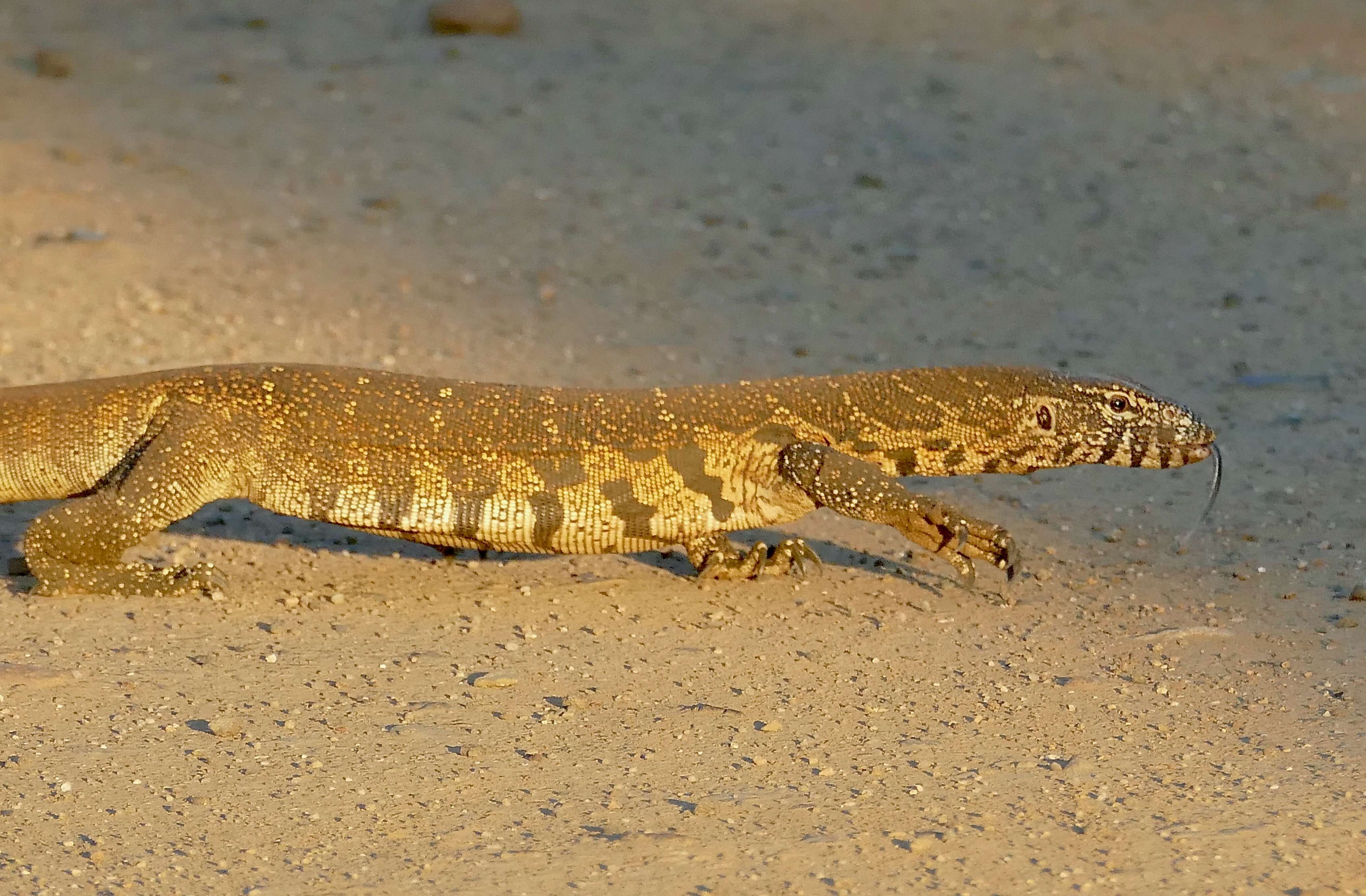 Image of Varanus niloticus