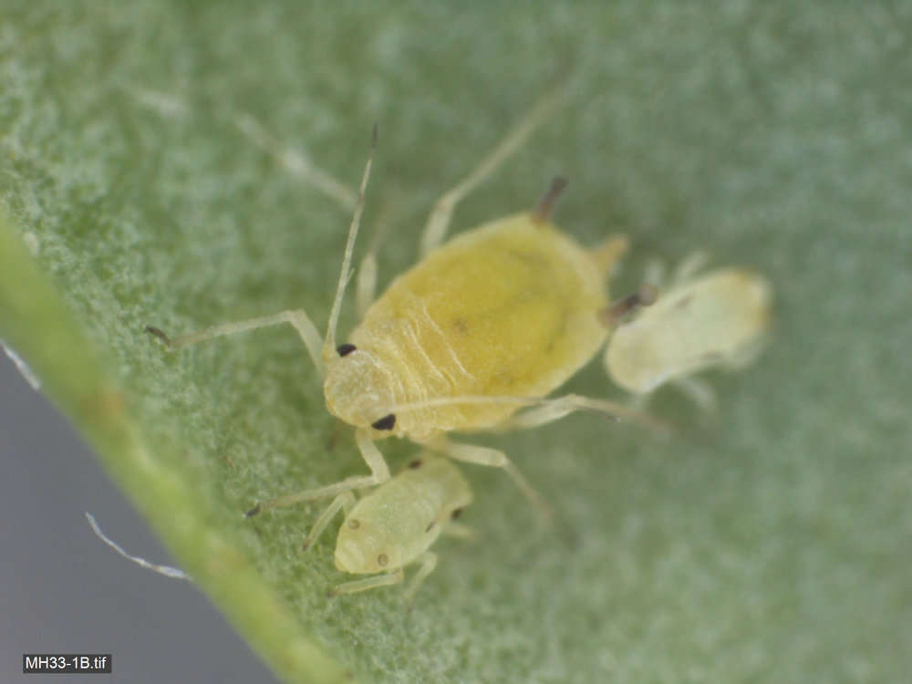 Image of aphid