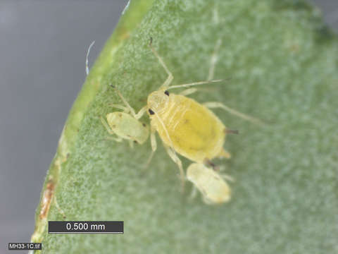 Image of aphid