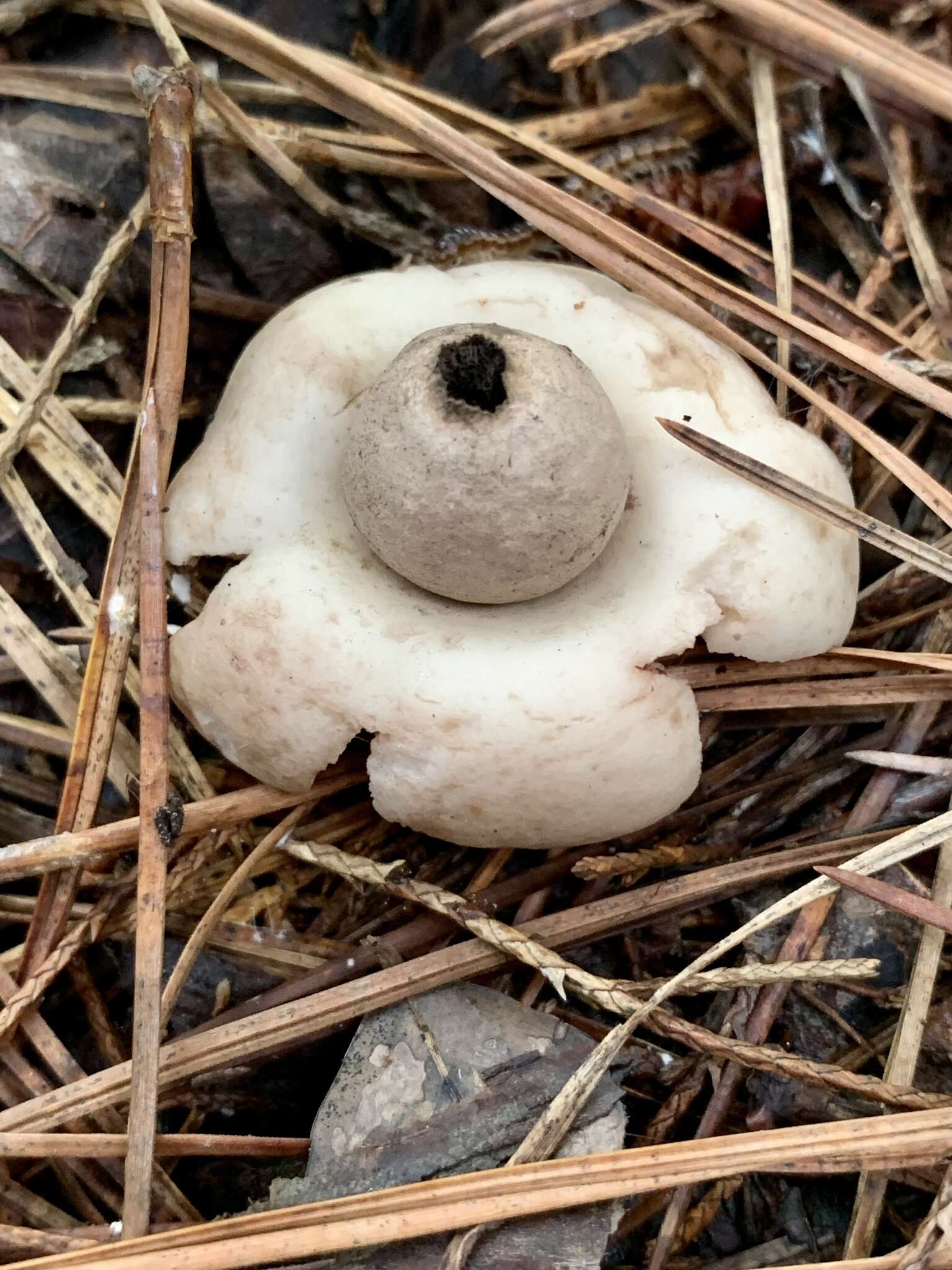 Image of Geastrum saccatum