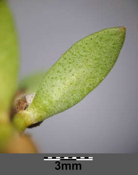 Image of black saltwort