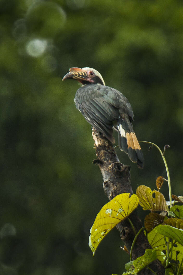 Image of Luzon Hornbill