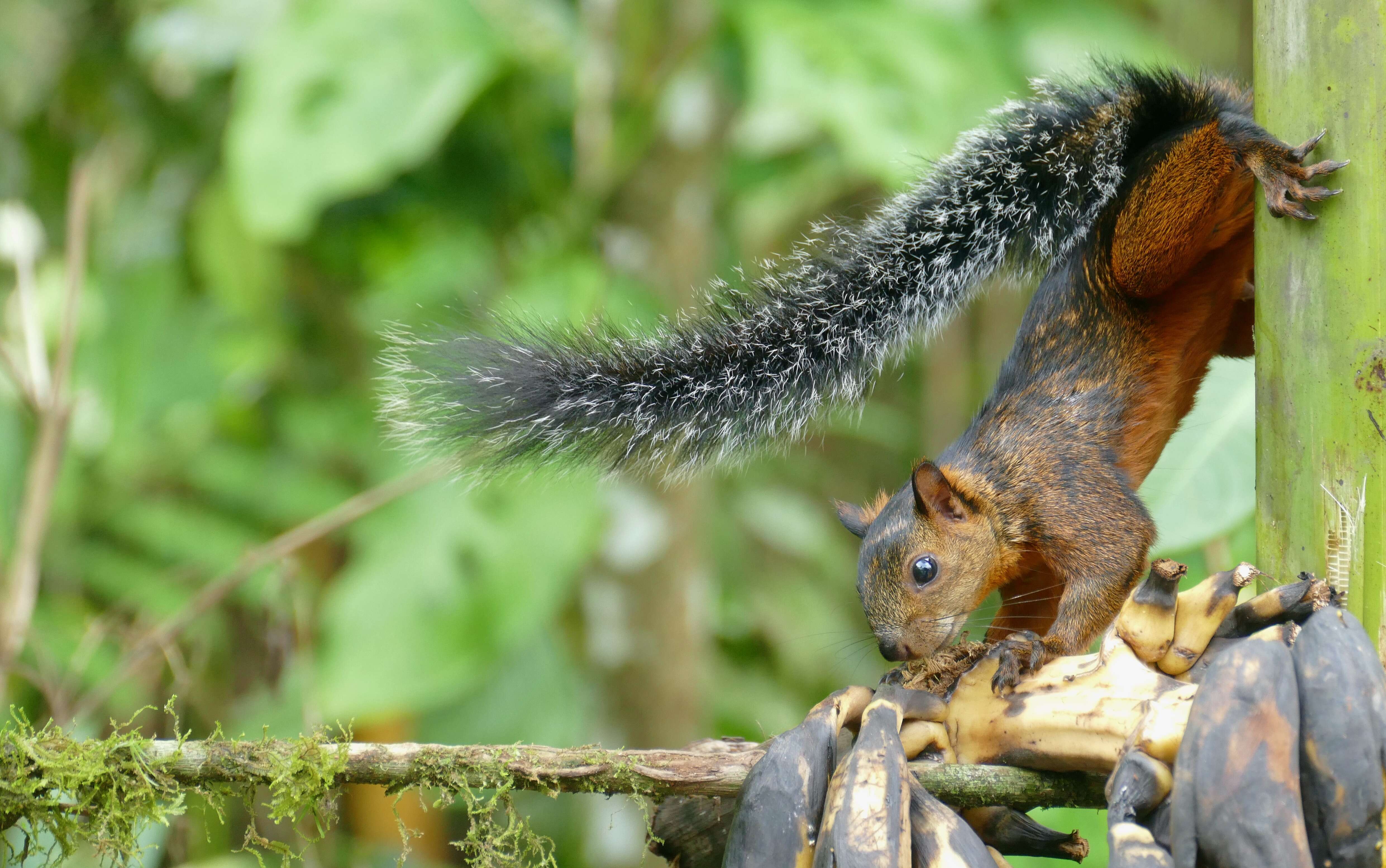 Image of Variegated Squirrel