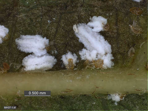 Image of Scales and Mealybugs