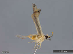 Image of planthoppers