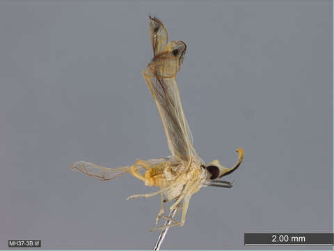 Image of planthoppers