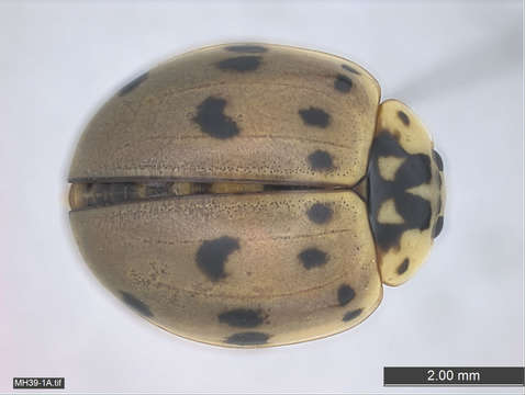 Sivun Coccinelloidea kuva