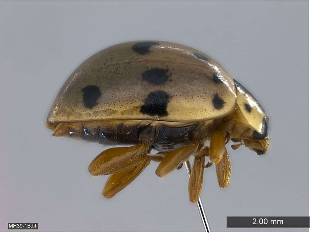 Image of Coccinelloidea