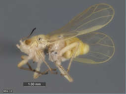 Image of jumping plant louse