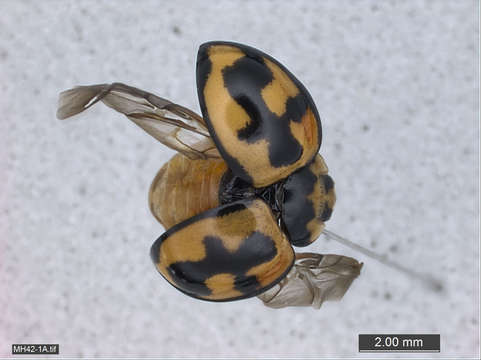 Sivun Coccinelloidea kuva