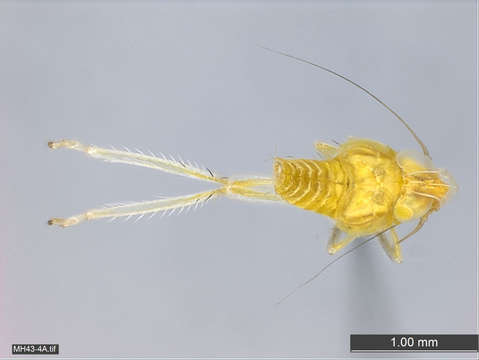 Image of Membracoidea