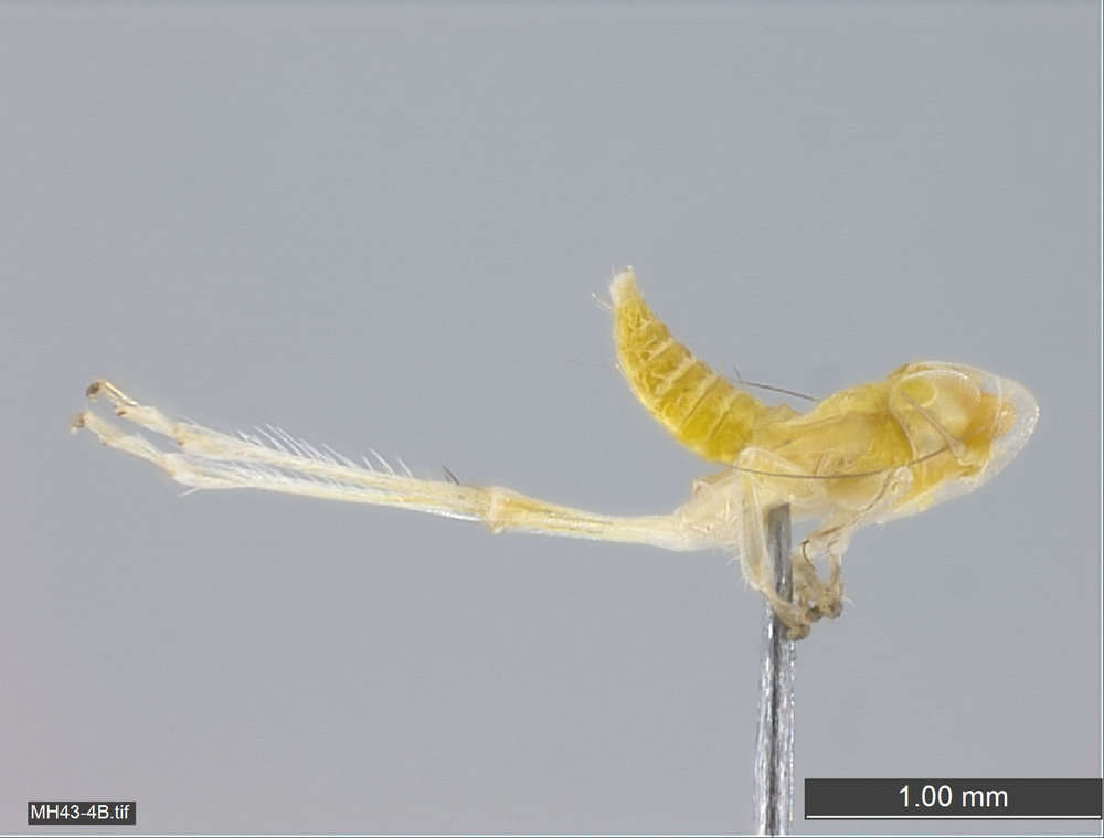 Image of Membracoidea