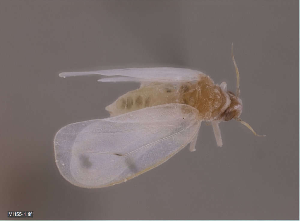 Image of Aleyrodoidea