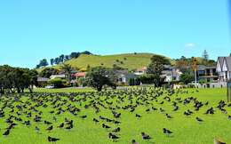 Image of South Island Oystercatcher