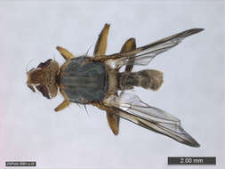 Image of Panarthropoda