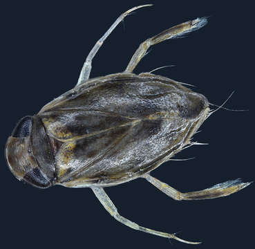 Image of Micronecta scholtzi (Fieber 1860)