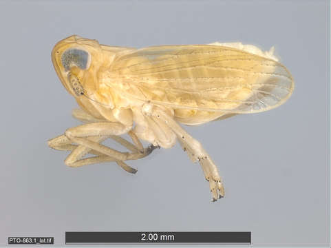 Image of planthoppers