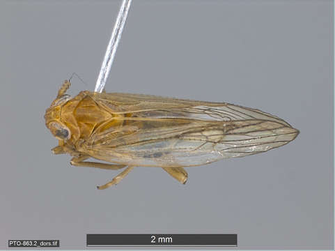 Image of planthoppers