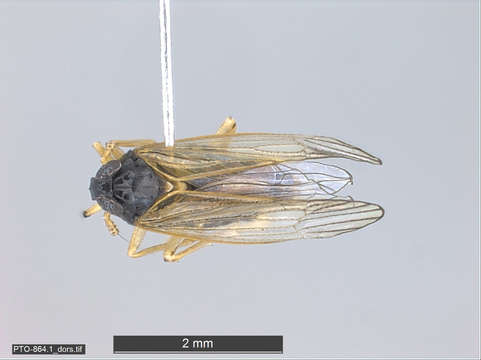 Image of planthoppers