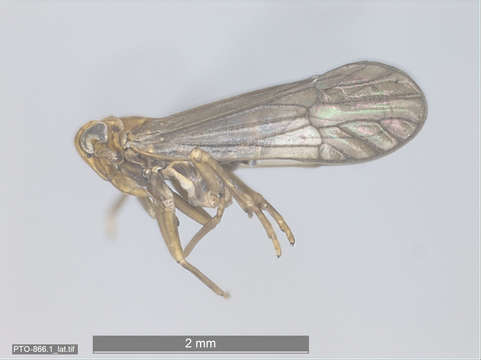 Image of planthoppers