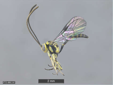 Image of Braconids and Ichneumons