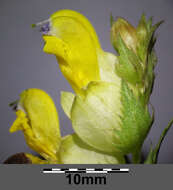 Image of late-flowering yellow rattle