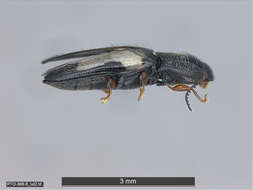 Image of "Click Beetles, Net-winged Beetle, Fireflies, and relatives"