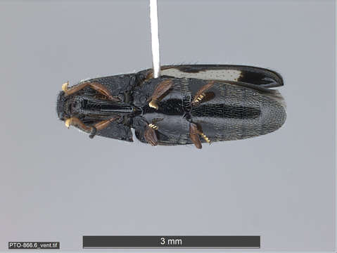 Image of "Click Beetles, Net-winged Beetle, Fireflies, and relatives"